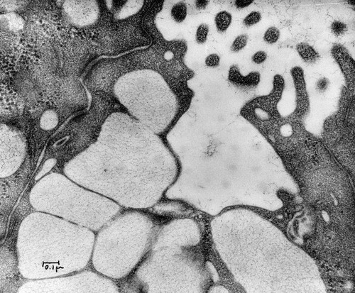 CIL:37167, Rattus, goblet cell