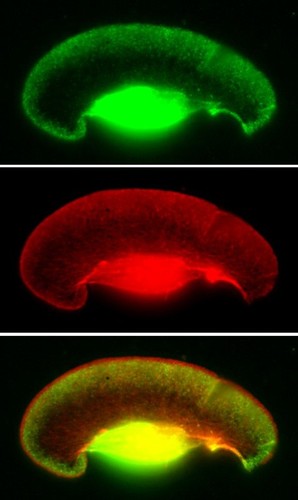 CIL:24806, Xenopus laevis, keratocyte