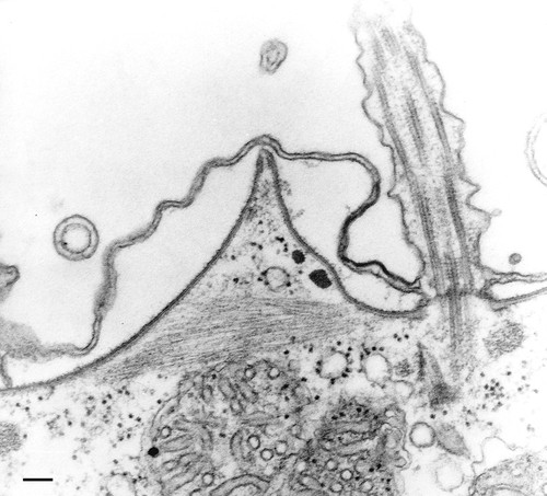 CIL:36597, Paramecium multimicronucleatum, cell by organism, eukaryotic cell, Eukaryotic Protist, Ciliated Protist