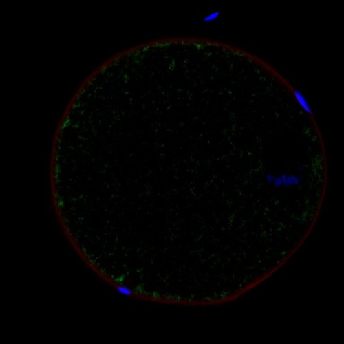 CIL: 54637, Mus musculus, oocyte