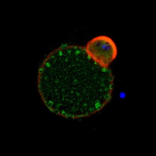 CIL: 54620, Mus musculus, oocyte