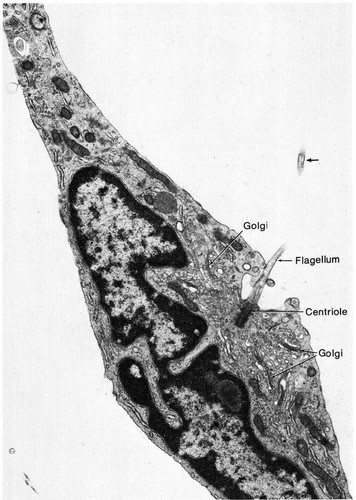 CIL:11634, Rattus sp., mesenchymal cell, of the testis