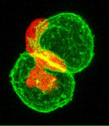 CIL:11995, Danio rerio, mucus secreting cell, immune cell