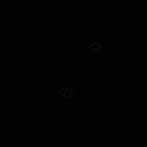 CIL:35733, Saccharomyces cerevisiae