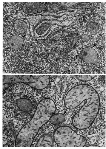 CIL:11483, Rattus, Phodopus, hepatocyte