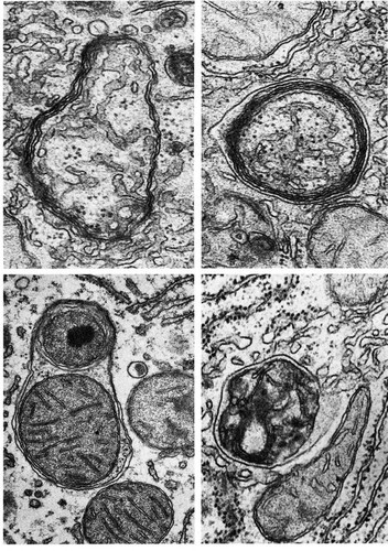 CIL:10841, Rattus, hepatocyte