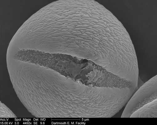 CIL:40299, Nicotiana alata, pollen