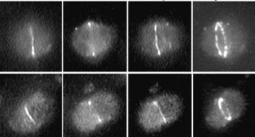 CIL:38859, Arabidopsis thaliana, leaf