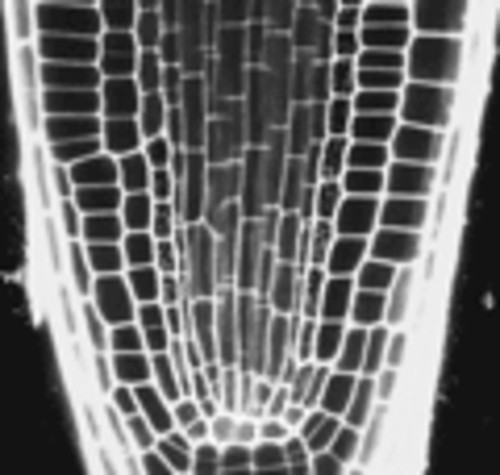 CIL:218, Arabidopsis thaliana, root tip