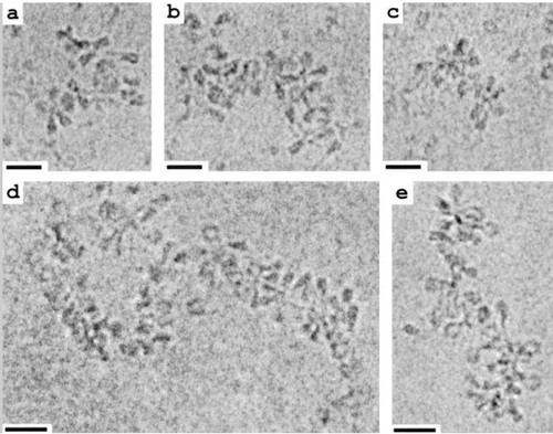 CIL:39732, Chlorocebus sabaeus, kidney cell