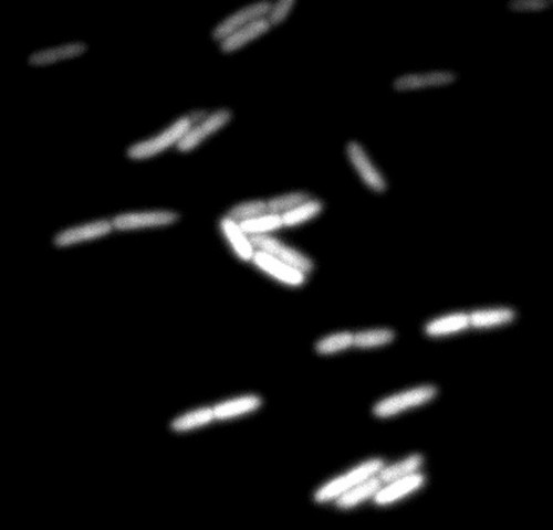 CIL: 54701, Bacteria E coli, MC1061