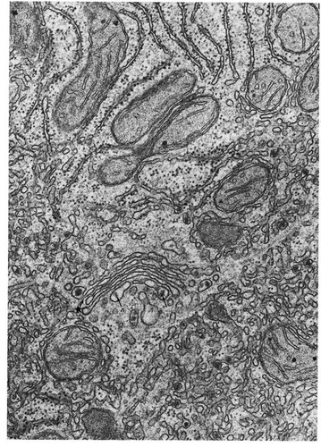 CIL:11374, Rattus, hepatocyte