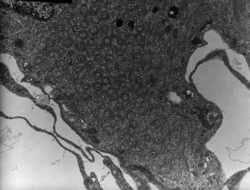 CIL:10001, Rana catesbeiana, barrier epithelial cell