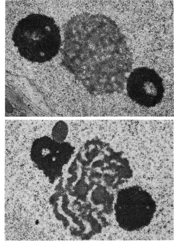 CIL:11039, Cavia porcellus, Cricetulus griseus, Sertoli cell