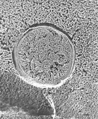 CIL:36635, Paramecium multimicronucleatum, cell by organism, eukaryotic cell, Eukaryotic Protist, Ciliated Protist