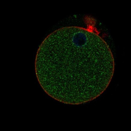 CIL: 54634, Mus musculus, oocyte