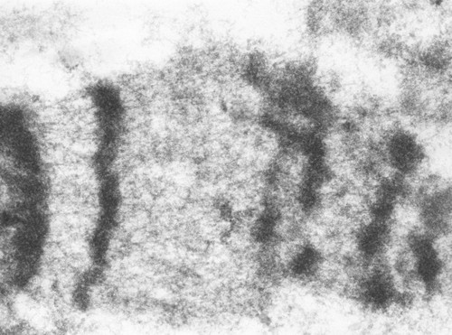 CIL:24970, Drosophila melanogaster, fat body cell