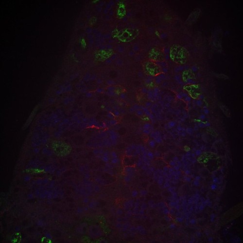 CIL: 54674, Drosophila melanogaster, astrocytes (red)