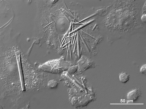 CIL:48061, Cricetulus griseus, Ovary cells, CHO cells