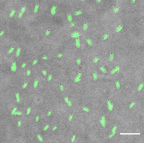 CIL: 54708, Bacteria E coli, MC1061