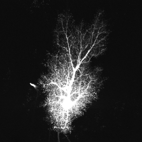 CIL:48007, Rattus norvegicus, astrocyte, astrocyte of the hippocampus