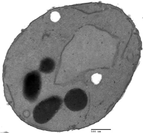 CIL:39692, Saccharomyces cerevisiae, BY4716