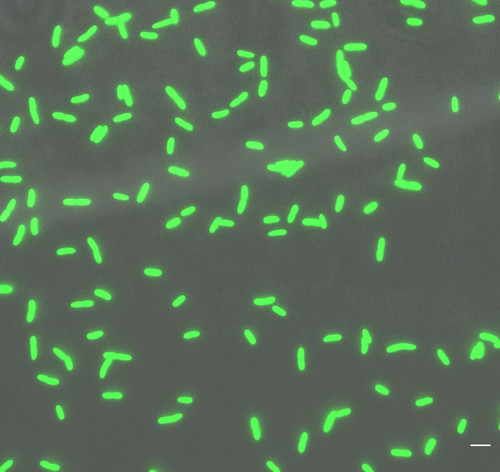 CIL: 54693, Bacteria E coli, MC1061