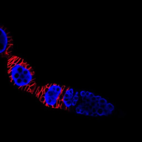 CIL:13735, Drosophila melanogaster, germ line cell, follicle cell, germ line stem cell, follicle stem cell