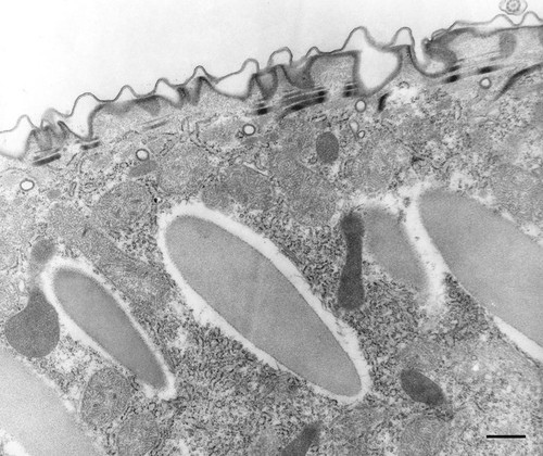 CIL:12977, Paramecium multimicronucleatum, eukaryotic cell, Eukaryotic Protist, Ciliated Protist