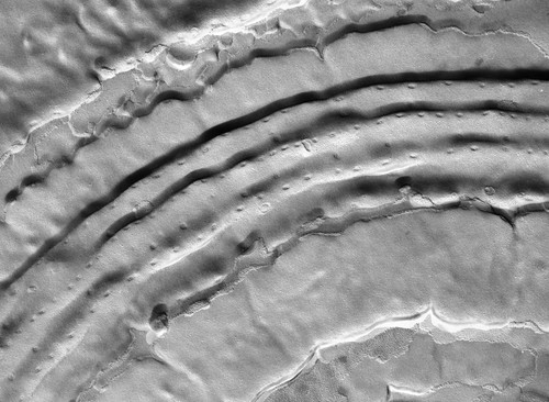 CIL:39326, Vorticella microstoma, cell by organism, eukaryotic cell, Eukaryotic Protist, Ciliated Protist