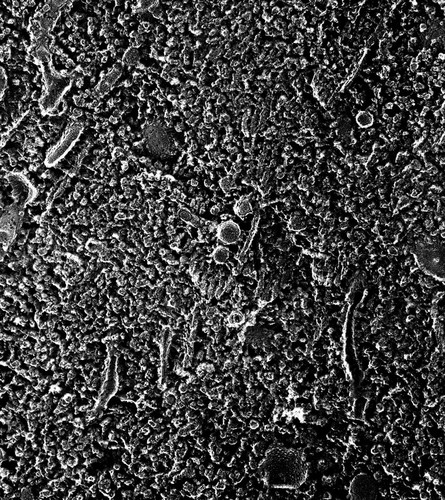 CIL:40507, Paramecium multimicronucleatum, cell by organism, eukaryotic cell, Eukaryotic Protist, Ciliated Protist