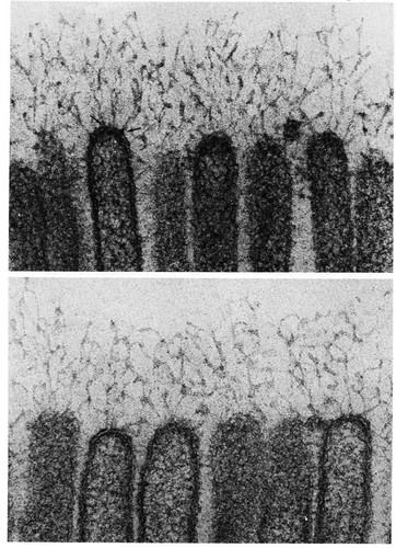 CIL:10931, Myotis, epithelial cell, enterocyte