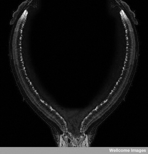 CIL:38802, Mus musculus, glial cell, astrocyte, retinal cell