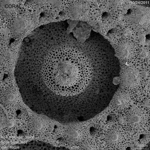 CIL:41473, coral, polyp