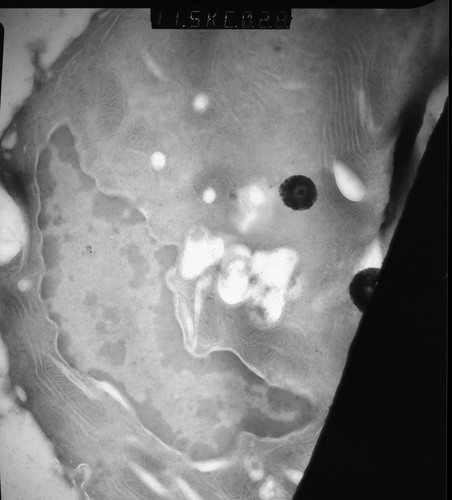 CIL:12865, Rattus rattus, glandular epithelial cell, milk secreting cell, mammary alveolar cell