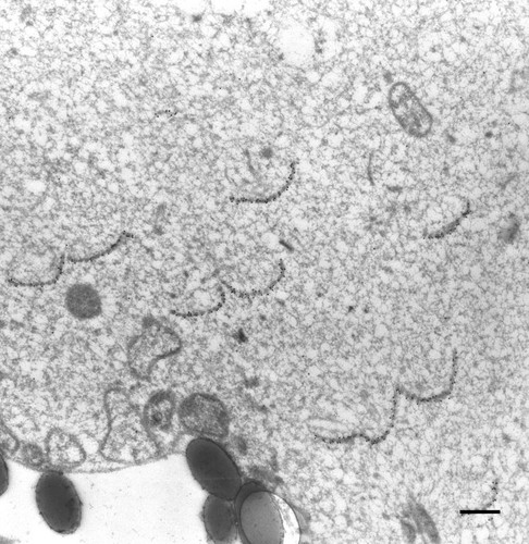 CIL:36712, Paramecium multimicronucleatum, cell by organism, eukaryotic cell, Eukaryotic Protist, Ciliated Protist