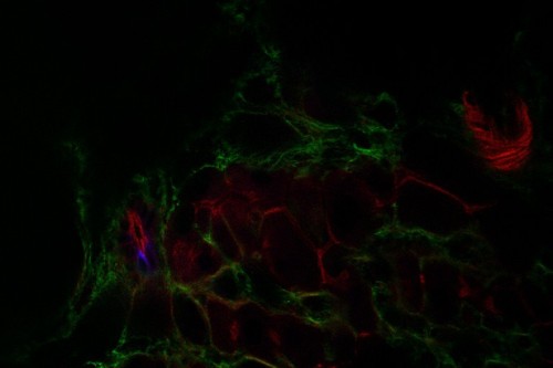 CIL:35563, Rattus rattus, duct epithelial cell, hepatocyte