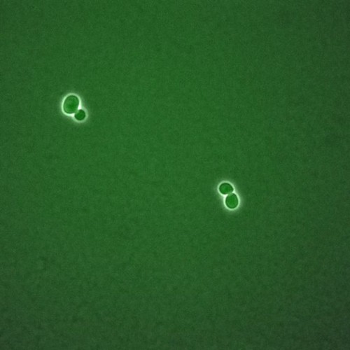 CIL:35835, Saccharomyces cerevisiae