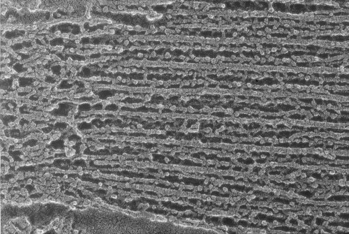 CIL:1452, Oryctolagus cuniculus, skeletal muscle cell