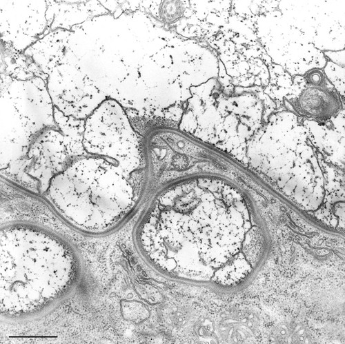 CIL:12315, Nassula, cell by organism, eukaryotic cell, Eukaryotic Protist, Ciliated Protist