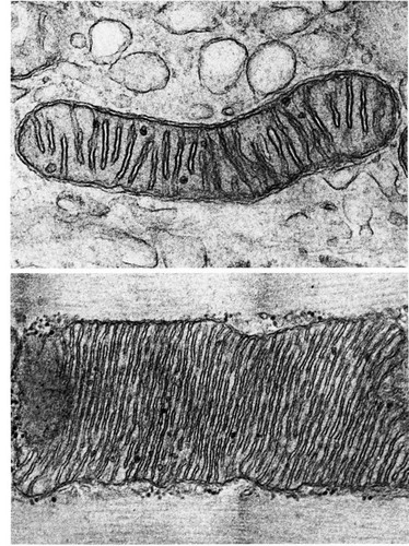 CIL:11401, Mus musculus, Myotis lucifugus, epithelial cell, skeletal muscle cell