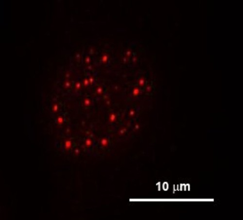 CIL:37339, Mus musculus, fibroblast