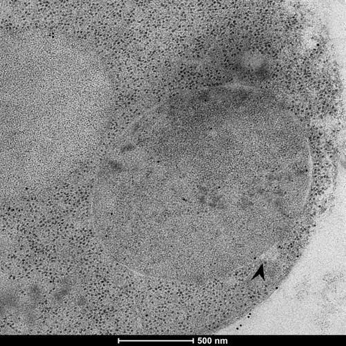 CIL: 50891, Saccharomyces cerevisiae (baker's yeast, budding yeast), Mixed population of S. cerevisiae cells