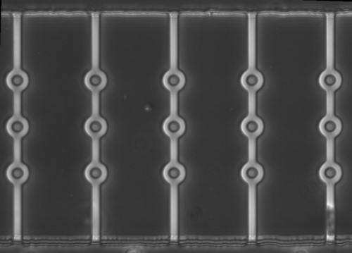 CIL:39519, Homo sapiens, neutrophil