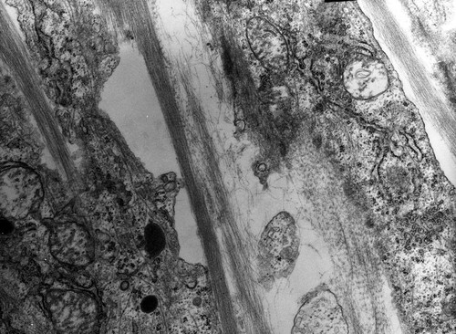 CIL:10053, Rana catesbeiana, barrier epithelial cell