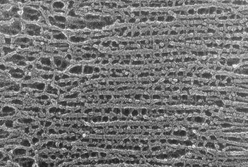 CIL:1450, Oryctolagus cuniculus, skeletal muscle cell