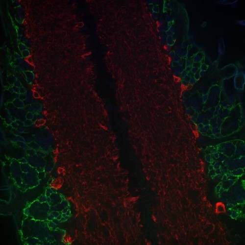 CIL: 54646, Drosophila melanogaster, astrocytes (red)