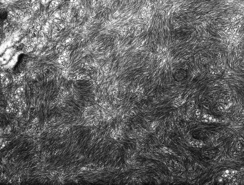 CIL:10051, Rana catesbeiana, barrier epithelial cell