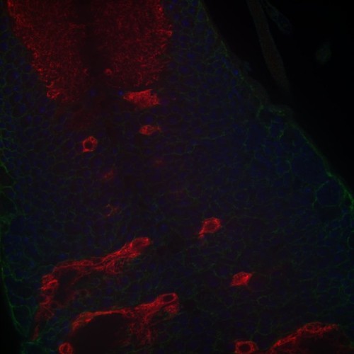 CIL: 54652, Drosophila melanogaster, astrocytes (red)