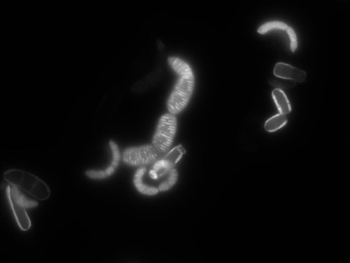 CIL: 54837, Conchiformibius steedae, bacteria